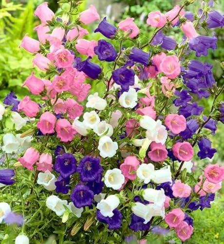 Campanula Semplice Semi da Giardino