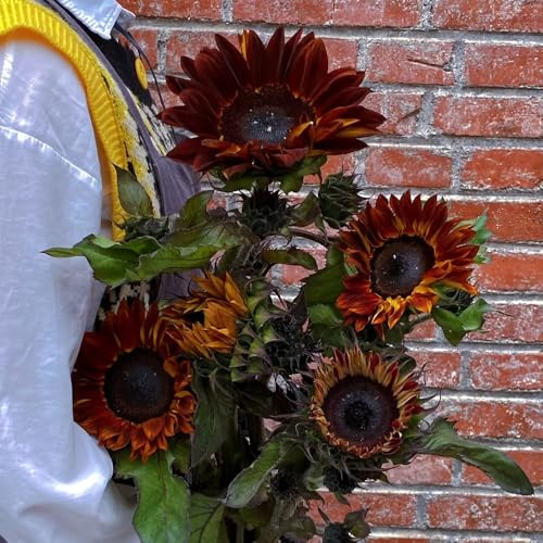 sonnenblume mehrjährig winterhart - deko bodendecker wohnzimmer balkon 100samen