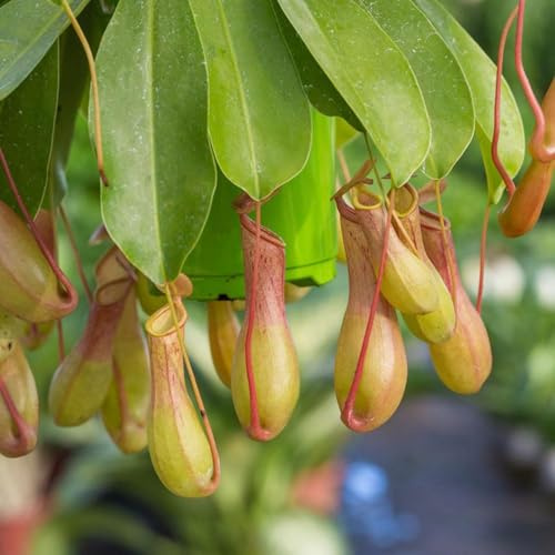 schlauchpflanze hochbeet pflanztöpfe gartenpflanzen schlauchpflanze fleischfressende hochbeete für garten büropflanzen zimmerpflanzen 300samen