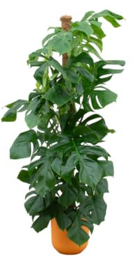 Monstera Pertusum XL y compris Jazz Round yellow - 140-150cm - Ø26cm - Plante d'intérieur - Ensemble complet - Plante avec pot