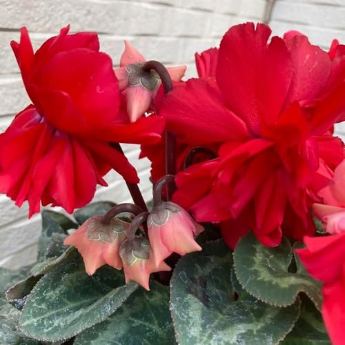 cyclamen alpenveilchen, hochbeet alpenveilchensamen balkon, frühlingsblume kräuterpflanzen balkon 65pcs