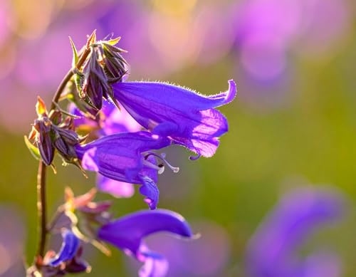 1500 Türkische Drachenkopf Samen (Dracocephalum moldavica) Saatgut Bienenweide duftend essbar Lichtkeimer Moldawische/Türkische Melisse extrem aromatisch