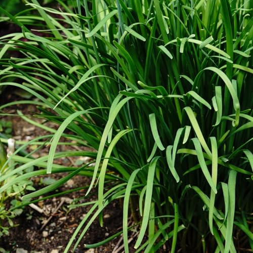 Organic Garlic Chives Seeds (Allium tubersum) 2000 Seeds (10 g) - Oriental Garlic, Asian Chives, Chinese Chives, Chinese Leek Seeds by Smoke Camp Crafts