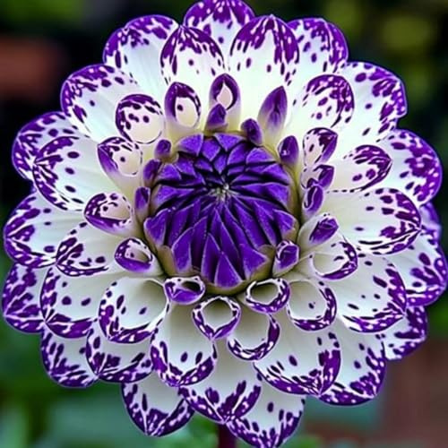 Dalia bulbi,Piante perenni,Dalia pianta vera,resistenti al freddo,Tagliare,Facile da curare, Giardino da balcone(non artificiali)-2 bulbi-B