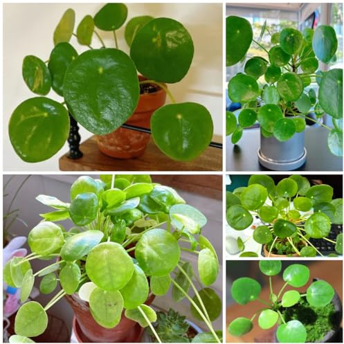 semi di pilea peperomioides - glückstaler - esotici soggiorno decorativo piccolo davanzale serra decorazione autunnale Le da giardino sono resistenti 50pcs