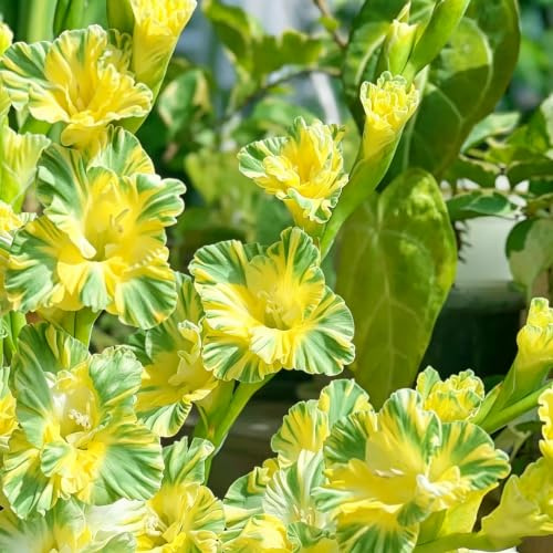 11bulbos de gladiolos Decoración de sala de estar Cultivar jardín