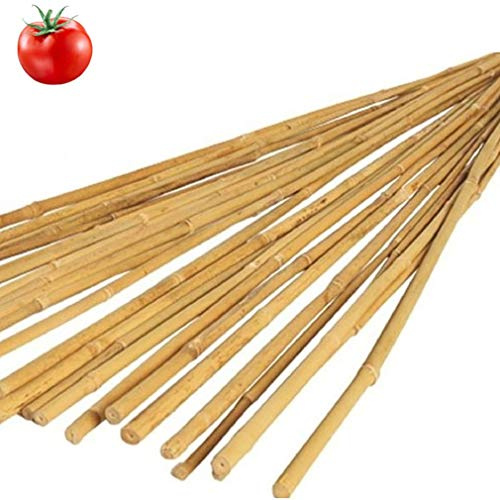Vialca N 50 CANNE di Bamboo Altezza 2,10MT Diametro 2/2.2CM THAILANDESI TUTORI per Piante ORTICOLE