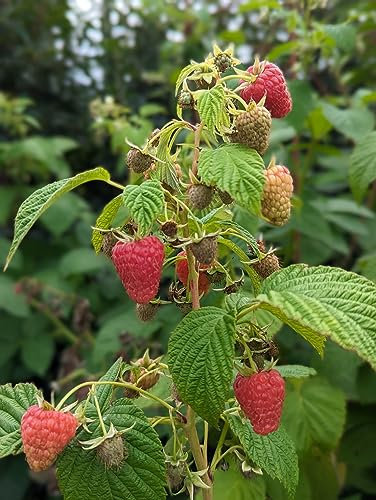 Dornenlose Himbeere `SchlaraffiaⓇ Naschmich´ im 2Liter-Topf