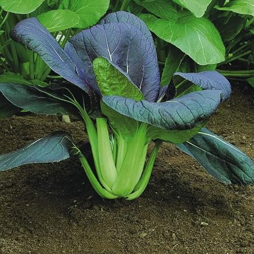 Pak Choi Seeds - 100 Red Choi F1 Seeds - Plant and Grow Your Own Vegetables for Gardens, Pots & Allotments – Suitable for Indoor & Outdoor Planting – Packed in The UK by Meldon Seeds