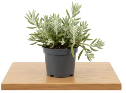 DECOALIVE | Rhipsalis Baccifera Horrida Cactus Colgante Cactus Vivo para Espacios Luminosos Maceta 12 cm Altura 15 cm