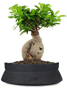 Ficus Ginseng Bonsai Altezza 45 cm, Pianta Vera, Pianta da Interno, Vaso artigianale di Terracotta - Nero Space