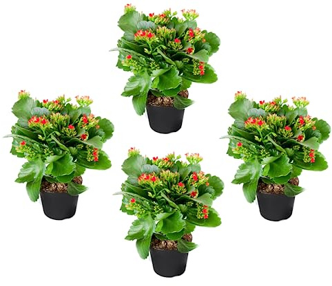 Cuatro Kalanchoe Naturales Plantas con Hojas Carnosas Ideales para Decorar Cualquier Estancia del Hogar