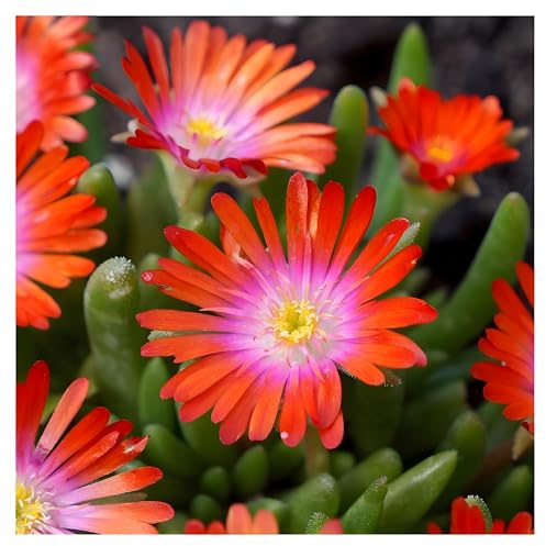 Stauden Gänge 3 x Delosperma cultorum 'Jewel of Desert Sunstone' winterhart | Winterharter Bodendecker für Sonne, Blüte April bis Oktober, mehrjährig, 9x9 cm Topf