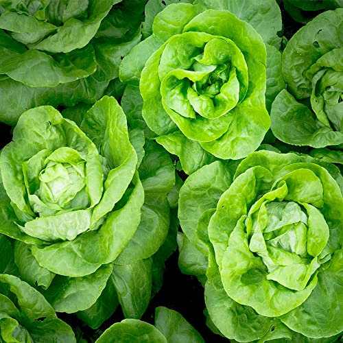 Lettuce Seeds – Fresh Home-Grown Leaves – All Year Round- for Salads, Sandwiches – for Your Beautiful Garden