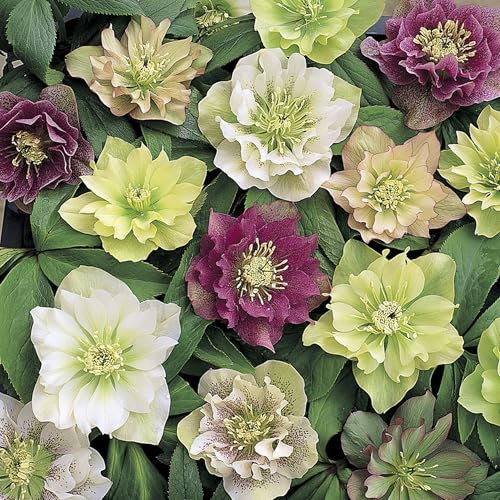 YouGarden Hellebore 'Double Queen', Set of 6 Mixed Plug Plants, Winter and Spring Flowering, Ready to Pot or Plant Out