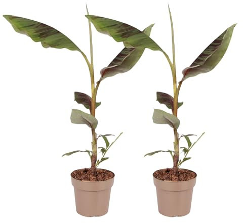 Plant in a Box - Bananiers rouges - Lot de 2 - Musa sikkimensis Ever Red - Hauteur 55-70 cm - Pot 21 cm - Plante tropicale en pot