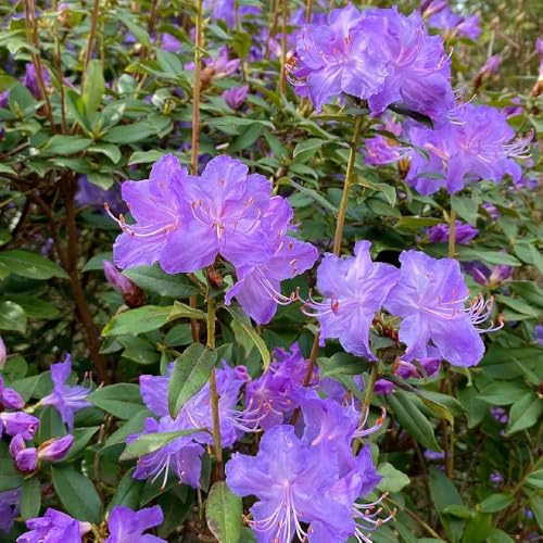 Semi di rododendro - semi esotici Rododendro - giardino di da esterno resistenti semi di selvatici giardino di arbusti per luoghi soleggiati 550pcs