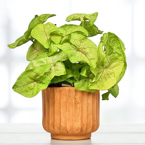 Syngonium Golden Feel Green - 14cm Topf x 30cm Höhe, tropische Zimmerpflanze, frische Topfpflanze, Blickfang für Wohnzimmer, Bad, Büro, pflegeleicht, luftreinigend, herz-pfeilförmige Blätter