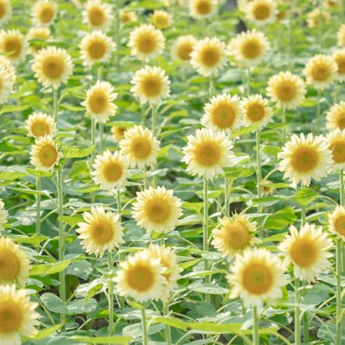 sonnenblumen bio - alte sorten sonnenblumensamen mehrjährig balkon deko garten outdoor frühlingsblumen stauden, bodendecker 125samen