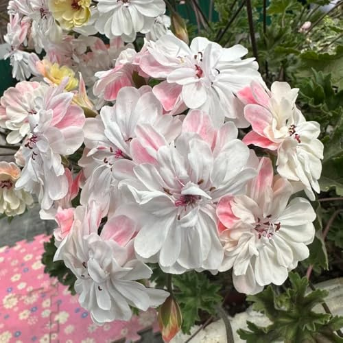 semillas de geranio pelargonium de interior raras geranios Decoración sala estar con camas elevadas pradera decorativas perenne semillas silvestres sombra 220semillas