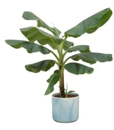 Bananenpflanze Musa – Zimmerpflanze – ca. 100 cm hoch – Ø22 cm – mit Topf Ocean Atlantikblau – Tropische Pflanze für Wohnzimmer, Balkon & Büro