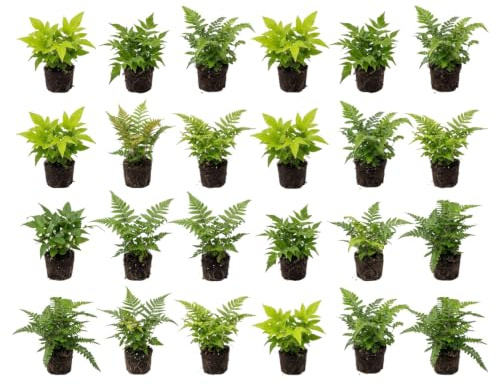 vdvelde․com - Helechos resistentes 24 uds, mix jardín maceta P9, 15 cm