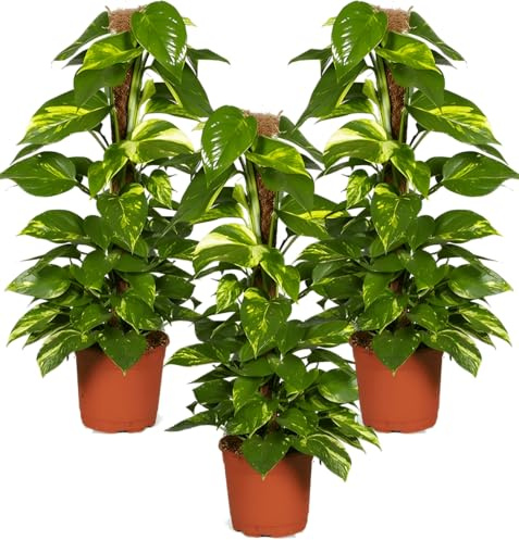 Efeutute am Moosstab | 3er-Set | Epipremnum Aureum | ca. 50-60 cm | ø 12-15 cm Topf | Pflegeleichte Zimmerpflanzen für Wohnung und Büro | Qualität vom Pflanzen Profi | Ideale Raumbegrünung