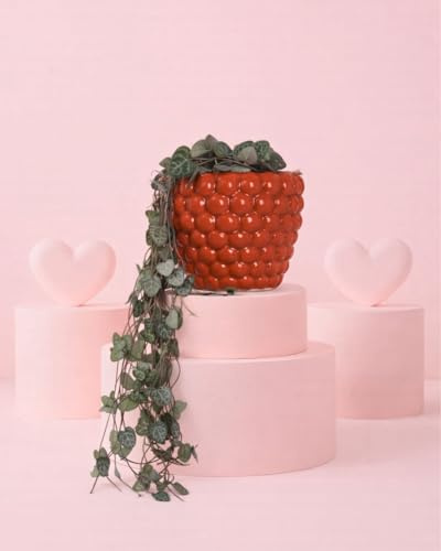PUR PLANT Ceropegia Woodii | Collar de Corazones | Planta Colgante de Interior Natural | Maceta Cerámica Bubble Roja | Ø 12 cm