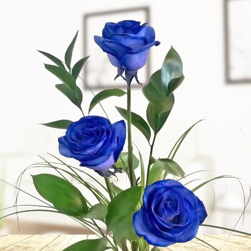 3 blaue Rosen - Rosenstrauß mit drei langstieligen Rosen, Ruskus und Gräsern - Inklusive gratis Vase und Grußkarte