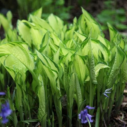Plant Theory 9cm Pot Hosta Fortunei Albopicta White-Painted Plantain Lily Perennial