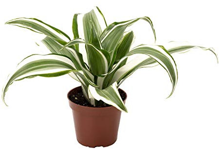 Drachenbaum White Jewel - pflegeleichte Zimmerpflanze, Dracaena Deremensis White Jewel - Höhe ca. 15 cm, Topf-Ø 6 cm