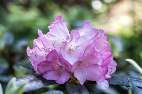 Rhododendron smirnowii 'Silberpfeil' 40-50 cm - Rhododendron, silbrig-rosa Blüten, Blütezeit Mai-Juni, ideal für Halbschatten, winterhart, pflegeleicht