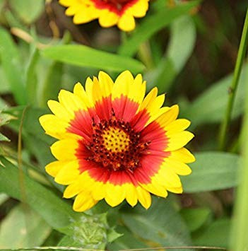 Blumensamen: Gaillardia Pulchella Red Seeds Blumensamen für die Direktsaat (7 Packets) Gartenpflanzensamen : Seeds Only