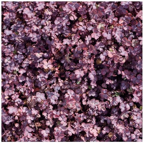 Stauden Gänge 3 x Acaena inermis 'Purpurea' Purpur Stachelnüsschen | Purpurner Bodendecker für Sonne bis Halbschatten, Blüte Juni bis August, mehrjährig, 9x9 cm Topf
