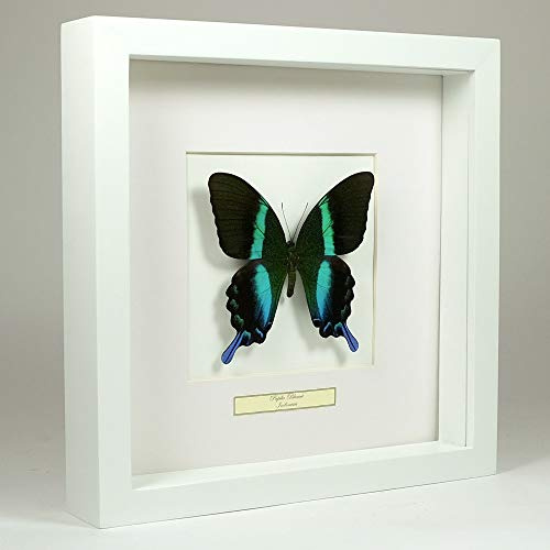 Papilio blumei – Le Paon ou Le machaon Vert - Vrai Papillon de taxidermie monté sous Verre dans Un Cadre Fait Main en Bois Blanc