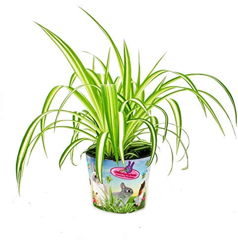 Exotenherz Futterpflanze für Heimtiere - Chlorophytum - Vitalfutter für Kaninchen, Hamster und Meerschweinchen