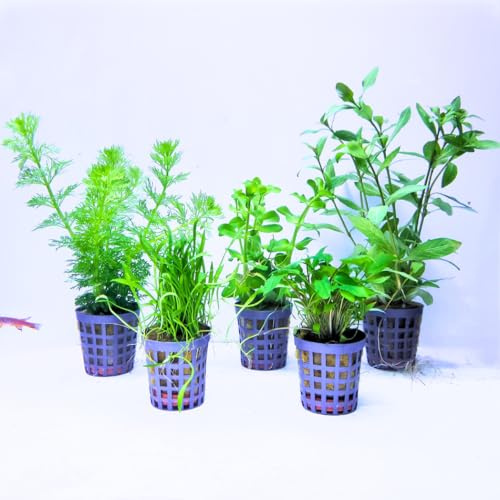 Aquabetta Aquarium Pflanzen set I 5X Wasserpflanzen I Bacopa – Cryptocoryne – Hygrophila – Limnophila – Lilaeopsis I Set mit 5 Aquariumpflanzen echt | Einsteiger Aquarienpflanzen