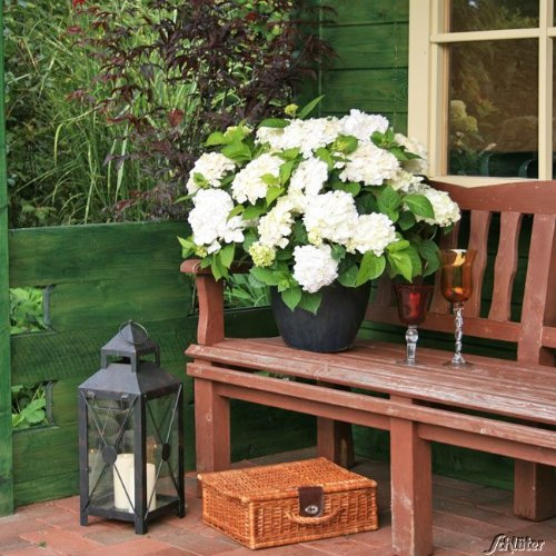 Hortensie Endless Summer 'The Bride'