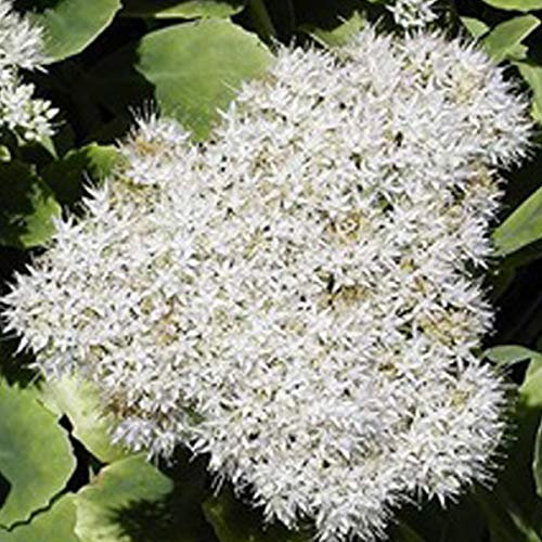 6 x Orpin remarquable 'Iceberg' - Sedum Spectabile 'Iceberg' - Godet 9x9 cm, Fleurs Blanches Éclatantes, Idéal pour Massifs