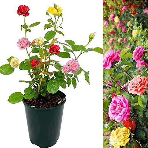 Carbeth Plants Tricolour Rose Bush - 5L Pot Mixed Colour Rose Plants Outdoor Garden Ready - Patio Standard Roses - Red, Pink and Yellow Bush