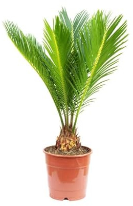 Palmera Cyca Natural Planta para Exteriores
