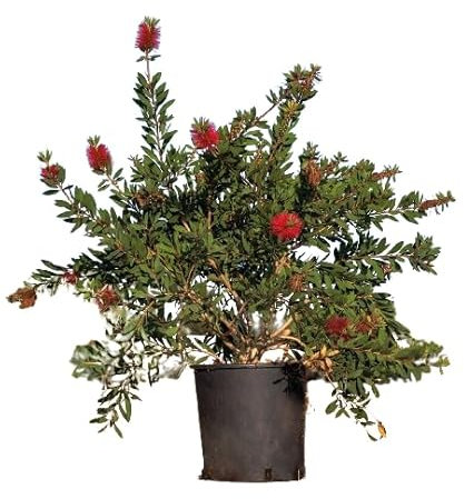 Callistemon Arbusto Natural Ideal para Jardines Exteriores