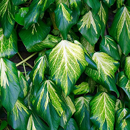 GardenersDream Hedera Sulphur Heart - Goldefeu Winterhart - Kletterpflanzen Winterhart Gelb-Grün - Balkon Pflanzen Immergrün