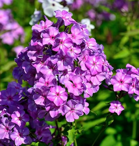 Hohe Flammenblume Amethyst - Phlox paniculata - lebende Gartenpflanze aus den Baumschulen