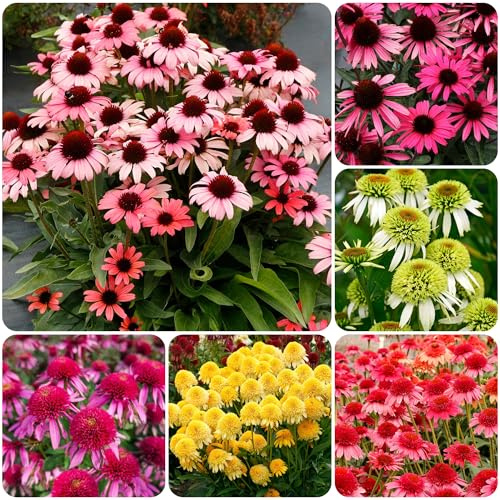 1000+ Echinacea Coneflower Seeds for Planting -Perennial Cone Flower Seeds Attracts Pollinators