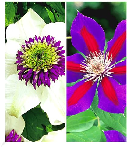 BALDUR Garten 2er Waldreben Raritäten-Sortiment, Pflanzen im Topf, je 1 Pflanze 'Florida Sieboldii' & 'Etoile de Malicorne', winterhart, Klematis, mehrjährig, Kletterpflanzen, bienenfreundlich