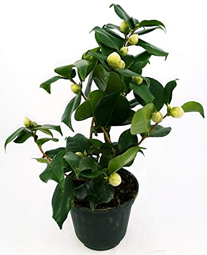 POWERS TO FLOWERS - CAMELIA JAPONICA ROSA INTENSO VASO 15CM diametro, altezza 40/50cm, pianta vera
