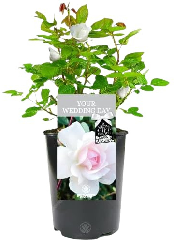 Rosal Exterior Blanco Natural - Flores Coloridas que Iluminan tu Entorno Natural