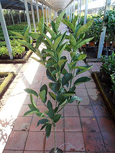 Pianta di limoni Albero limone Zagara Bianca - Imballaggio speciale protettivo
