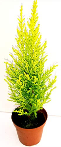 POWERS TO FLOWERS - CIPRESSO WILMA VASO 12CM, pianta da esteno, pianta vera